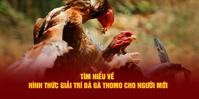 Hình thức giải trí cho người mới